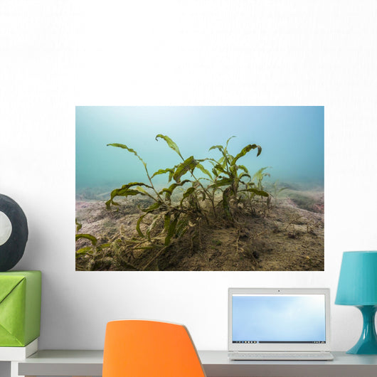 Vegetation Lake Murray Oklahoma Wall Decal
