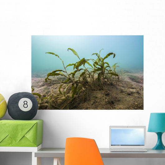Vegetation Lake Murray Oklahoma Wall Decal