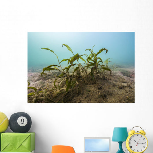 Vegetation Lake Murray Oklahoma Wall Decal
