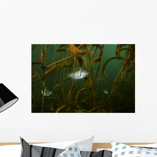 White Crappie Shallow Water Wall Decal