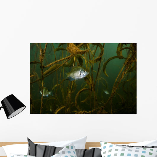 White Crappie Shallow Water Wall Decal
