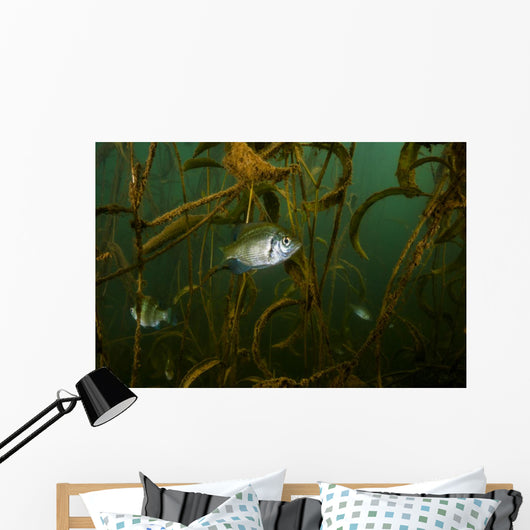 White Crappie Shallow Water Wall Decal
