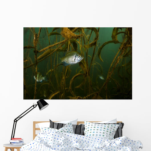 White Crappie Shallow Water Wall Decal