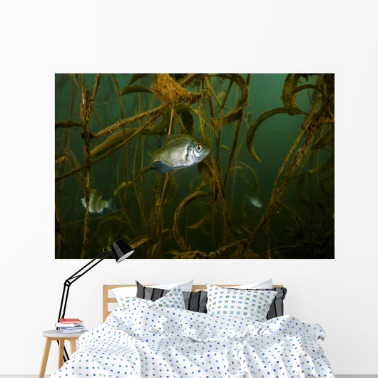 White Crappie Shallow Water Wall Decal
