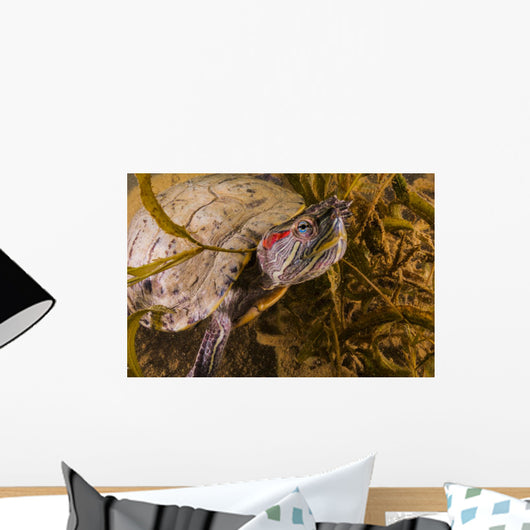 Red-eared Slider Turtle Lake Wall Decal
