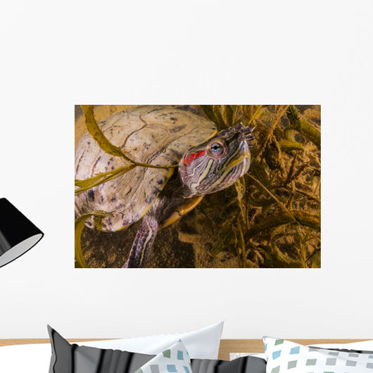 Red-eared Slider Turtle Lake Wall Decal