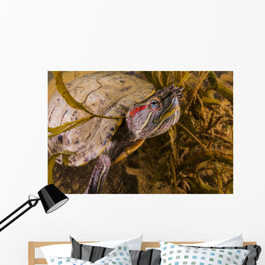 Red-eared Slider Turtle Lake Wall Decal