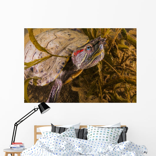 Red-eared Slider Turtle Lake Wall Decal