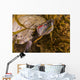 Red-eared Slider Turtle Lake Wall Decal