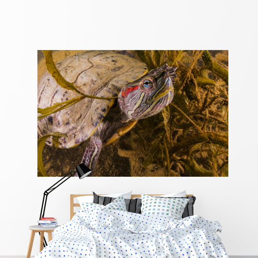 Red-eared Slider Turtle Lake Wall Decal