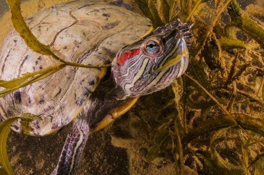 Red-eared Slider Turtle Lake Wall Decal
