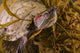 Red-eared Slider Turtle Lake Wall Decal