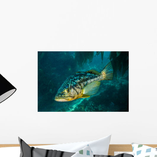 Kelp Bass Swimming through Wall Decal