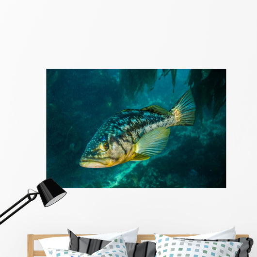 Kelp Bass Swimming through Wall Decal