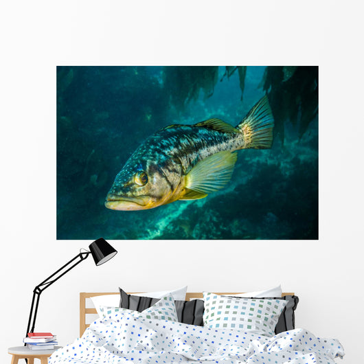 Kelp Bass Swimming through Wall Decal