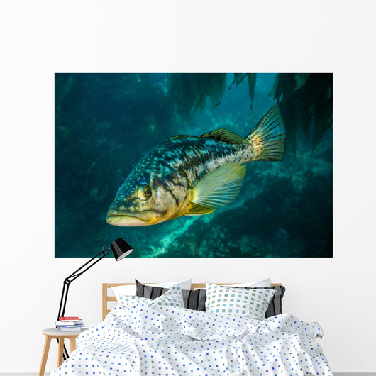 Kelp Bass Swimming through Wall Decal