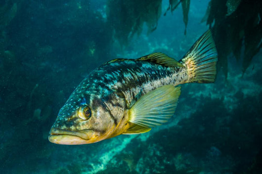 Kelp Bass Swimming through Wall Decal