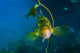 Kelp Rockfish California Front Face Wall Decal
