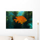 Garibaldi Hide Kelp Catalina Close-up Wall Decal