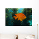 Garibaldi Hide Kelp Catalina Close-up Wall Decal