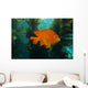 Garibaldi Hide Kelp Catalina Close-up Wall Decal