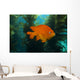 Garibaldi Hide Kelp Catalina Close-up Wall Decal