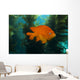 Garibaldi Hide Kelp Catalina Close-up Wall Decal