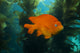 Garibaldi Hide Kelp Catalina Close-up Wall Decal