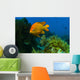 Garibaldi Hide Kelp Catalina Wall Decal