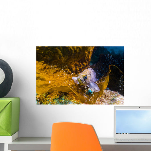 Kelp Rockfish California Wall Decal