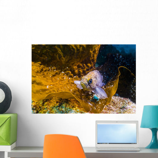 Kelp Rockfish California Wall Decal