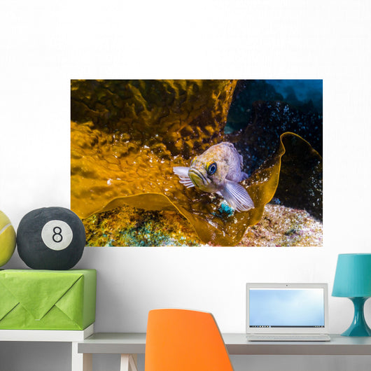 Kelp Rockfish California Wall Decal