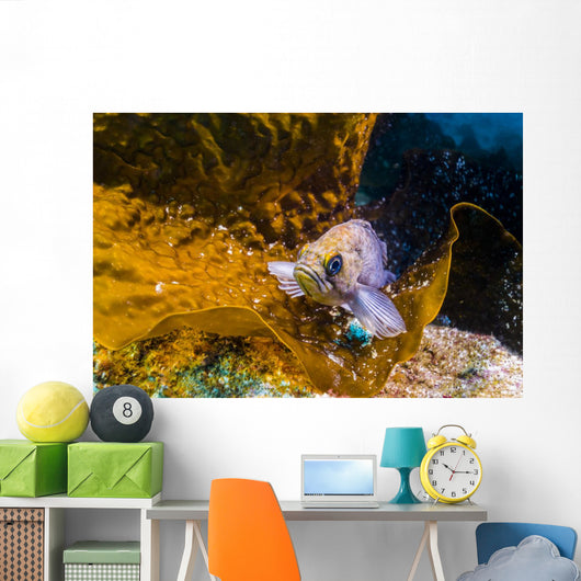 Kelp Rockfish California Wall Decal