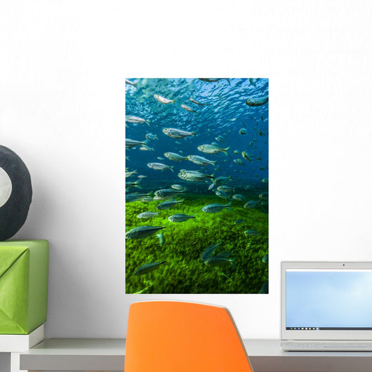 Mexican Tetra Balmorhea Springs Vertical Wall Decal