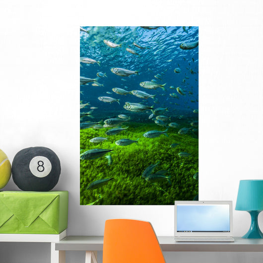 Mexican Tetra Balmorhea Springs Vertical Wall Decal