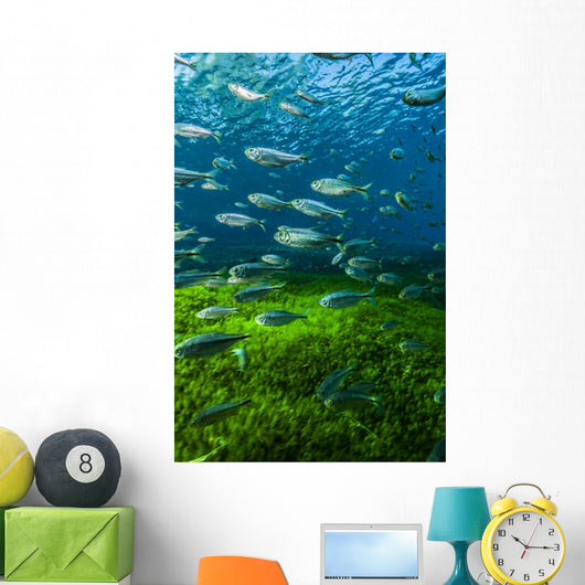 Mexican Tetra Balmorhea Springs Vertical Wall Decal