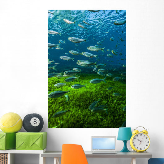 Mexican Tetra Balmorhea Springs Vertical Wall Decal