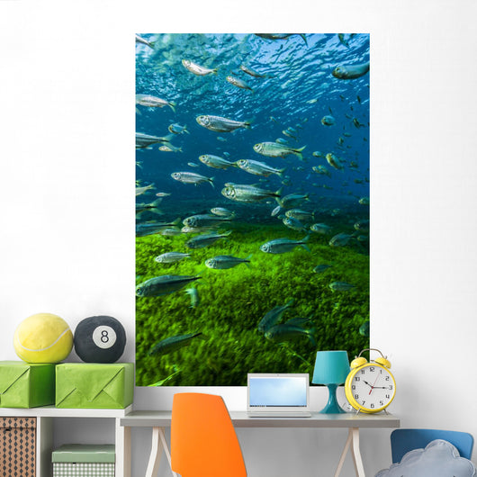 Mexican Tetra Balmorhea Springs Vertical Wall Decal