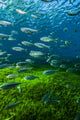 Mexican Tetra Balmorhea Springs Vertical Wall Decal