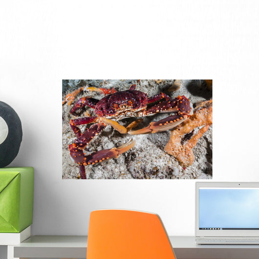 Channel Clinging Crab Hiding Wall Decal
