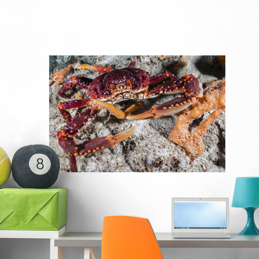 Channel Clinging Crab Hiding Wall Decal
