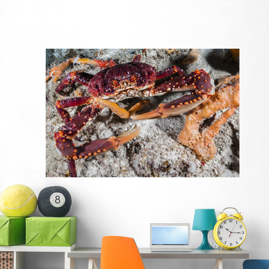 Channel Clinging Crab Hiding Wall Decal