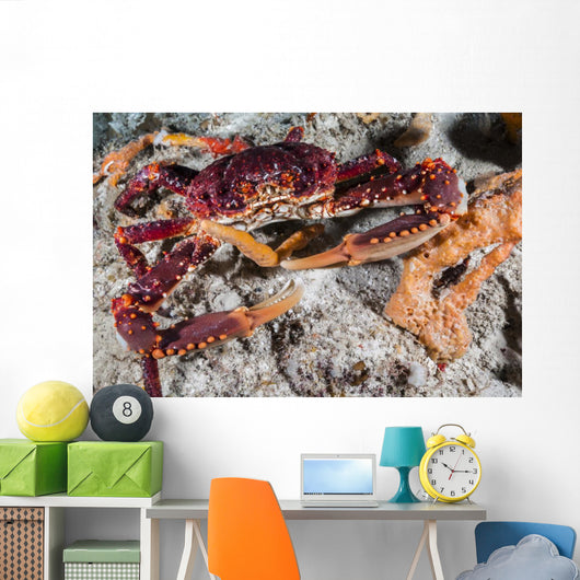 Channel Clinging Crab Hiding Wall Decal