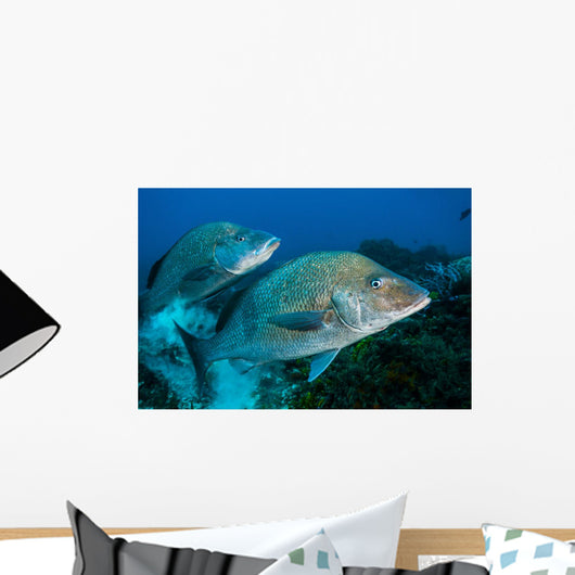 Large Margates Swimming across Wall Decal