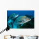 Large Margates Swimming across Wall Decal