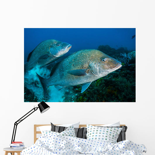 Large Margates Swimming across Wall Decal