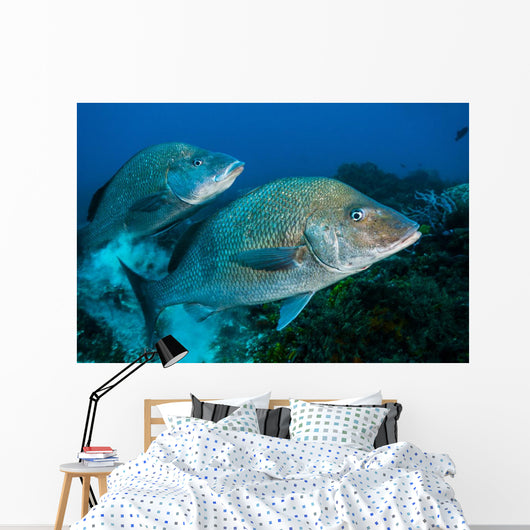 Large Margates Swimming across Wall Decal