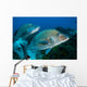 Large Margates Swimming across Wall Decal