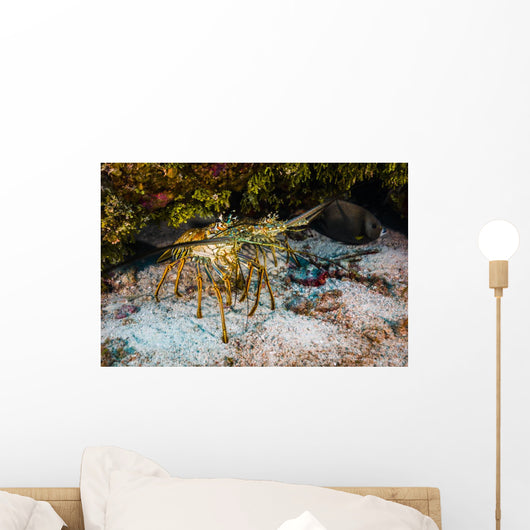 Spiny Lobsters under Overhang Wall Decal