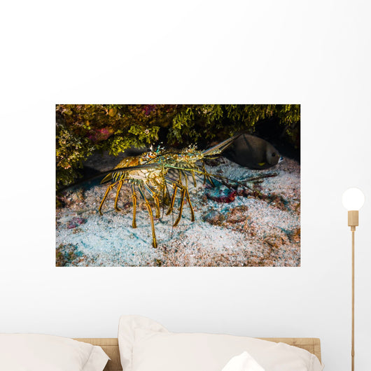 Spiny Lobsters under Overhang Wall Decal